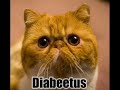 funny cat meow.. - Thumb #3