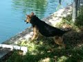 Little Dog vs Huge Iguana