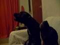staffys singing