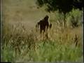 when my bigfoot walks down the street