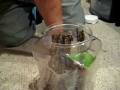 P  Regalis Colony Update - Bad 1