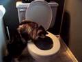 Cat Flushing Toilet