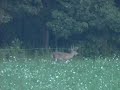 Pa Buck Pa Buck