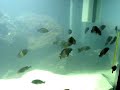TROPHEUS BEMBA F1 (2)
