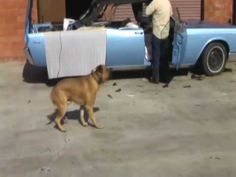 canary dog