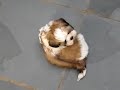 Shih tzu! Lindos filhotinhos branco e dourado!!! Shih tzu! Lindos filhotinhos branco e dourado!!!