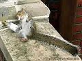 ARDILLA BORRACHA