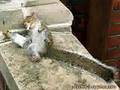 ARDILLA BORRACHA