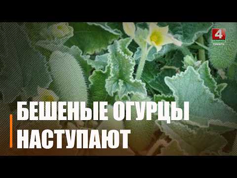 Бешеные огурцы захватывают Гомельщину видео