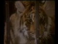 Jhoom by Zohaib Hassan Jhoom by Zohaib Hassan