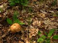 Fungi Fungi