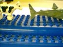 Cow and Shark