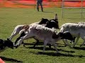sheep herding