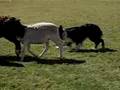 sheep-herding