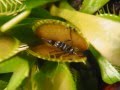 Die Venusfliegenfalle Dionaea muscipula fly trap fleischfressende Pflanzen
