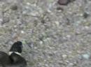 Grass Snake young Grass Snake young