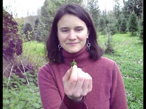 how to harvest stinging nettle