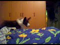 Nala1 Nala1