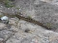 Puff Adder