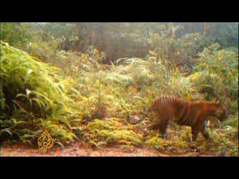 SUMATRAN TIGER SUMATRAN TIGER