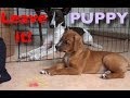 Puppy Leave It- Clicker Dog Training Tips