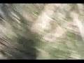 Britain in COLD BLOOD - The Viviparous Lizard