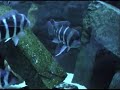 Aquarium Becken Teil 1 Aquarium Becken Teil 1