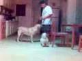 austin and kooky doing tricks