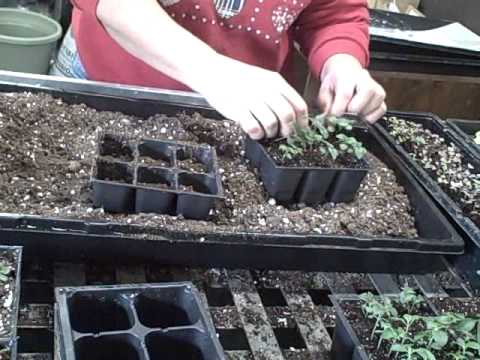how to transplant kale