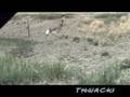 WY Antelope