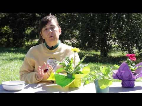 how to kill fungus on plants