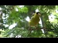 \"Be Like The Bird\"  Victor Hugo