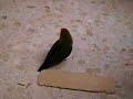Agapornis vs Tabla de madera Agapornis vs Tabla de madera
