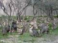 clip video Backyard Babies Pigs For Swine