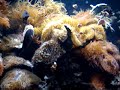 Anemone Tank at Atlantis Marine World