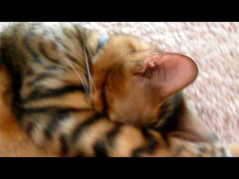 toyger toyger