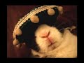 The Artistic Rabbit - El Conejo Artista