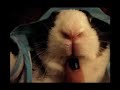 The Artistic Rabbit - El Conejo Artista