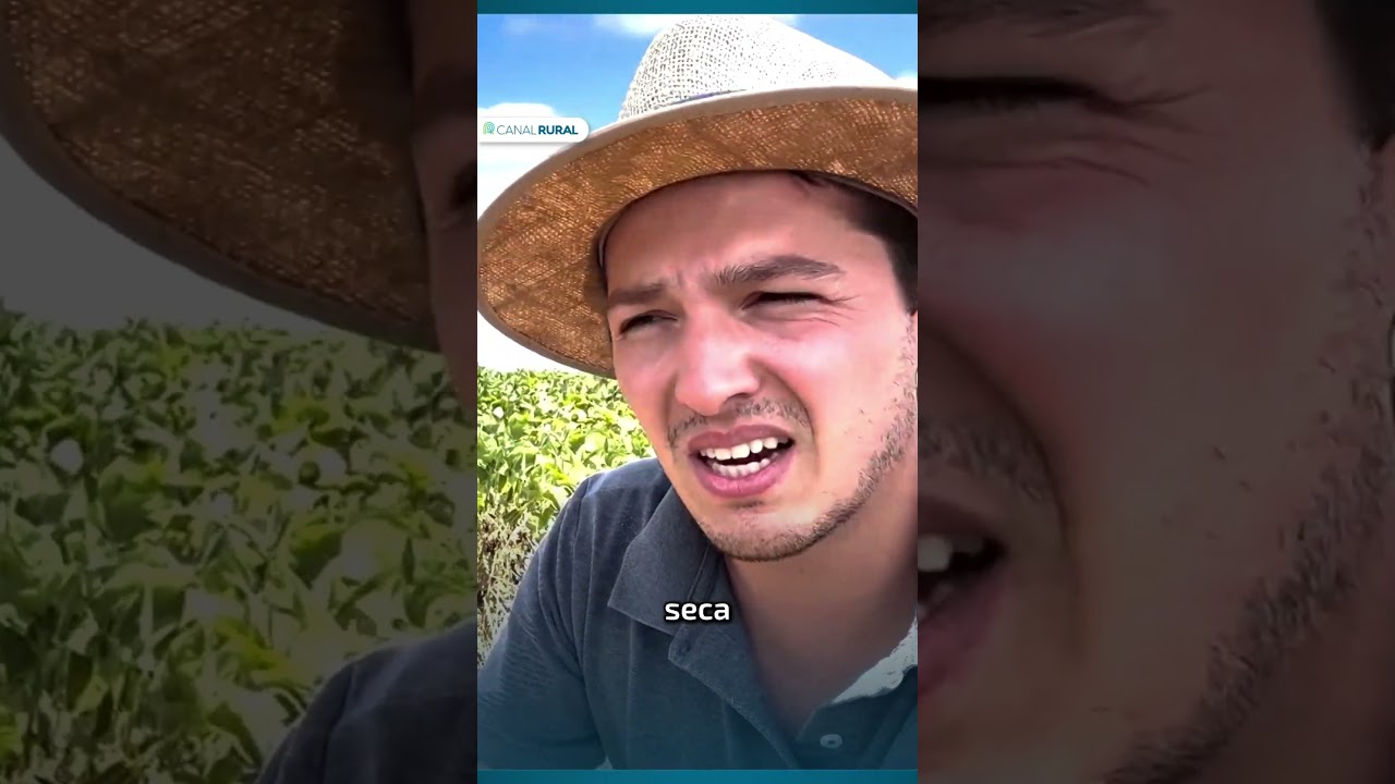 Produtor enfrenta 50% de quebra em lavoura de soja por conta da estiagem