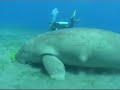 Marsa Alam  - Dugong