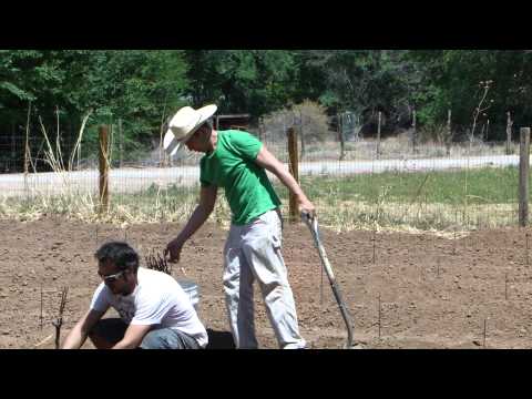 how to grow grapes in nm