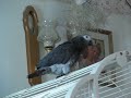 My Parrot Spinning  Round and Round