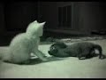 Kittens At play