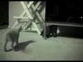 Kittens At play