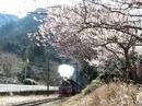 田野口の梅④SL通過