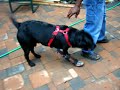 pommel after brace (www.animalorthocare.com)