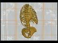 Tai Chi and the Single Cylinder View of the Human Body