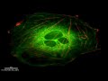 Live cell imaging by invitrogen and their cellular lights kits.
