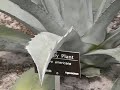 USF BOTANICAL DESERT AREA