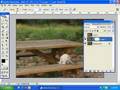 Lesson 1: Introduction to Photoshop Layer Masks